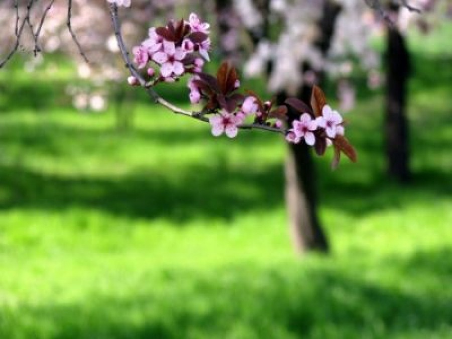 Prognoza meteo pentru joi şi vineri