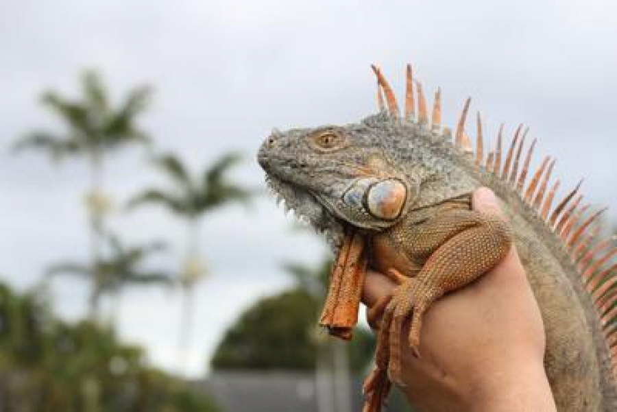 Val de frig în Florida, de cad iguanele din copac