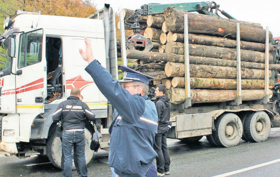 Pedepse mai aspre pentru hoții de lemne