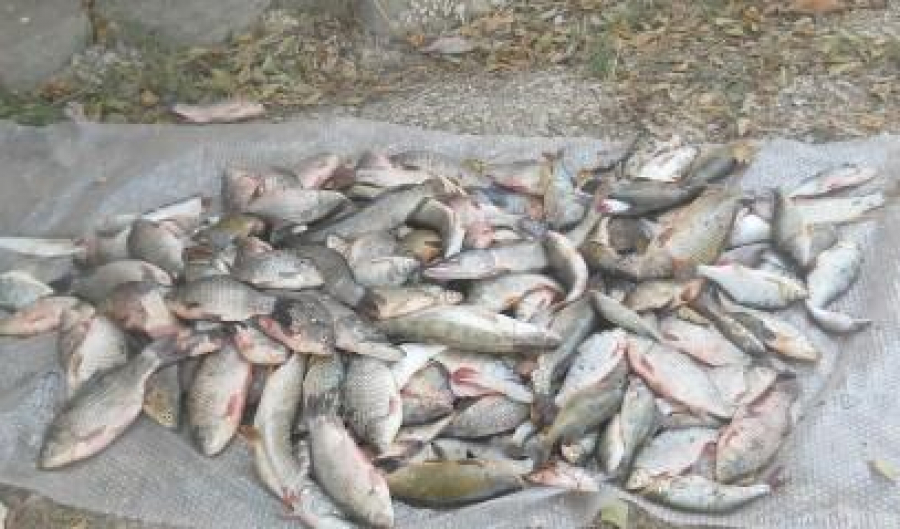 200 de kilograme de pește transportat ilegal
