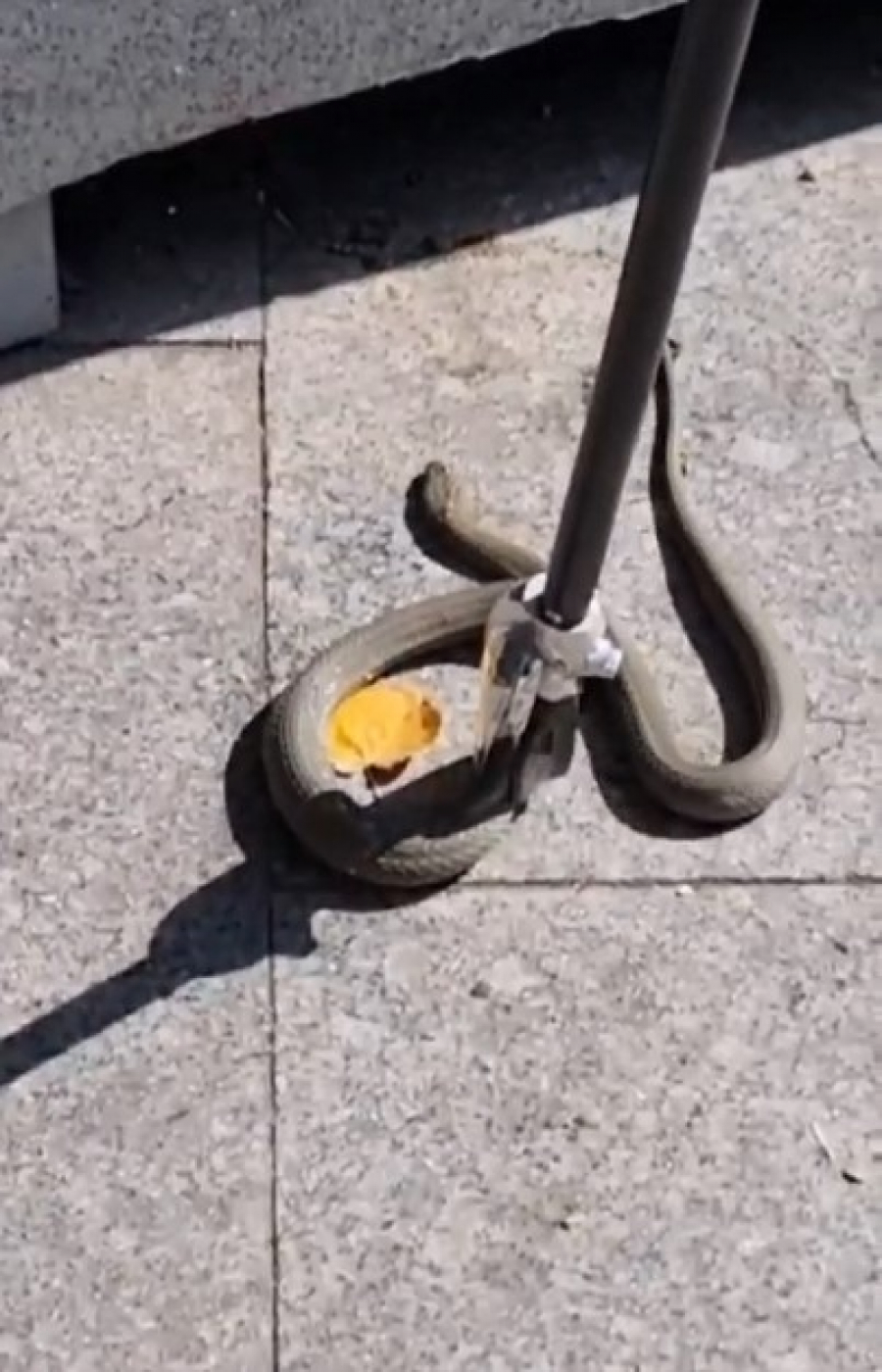 Şoc în buricul târgului! Un șarpe și-a făcut apariția la doi pași de o terasă de fițe (VIDEO)