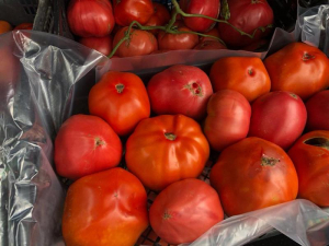 Falși fermieri sicilieni au fraudat „Tomata”