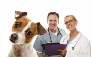 În atenţia iubitorilor de animale: Campanie de sterilizare gratuită
