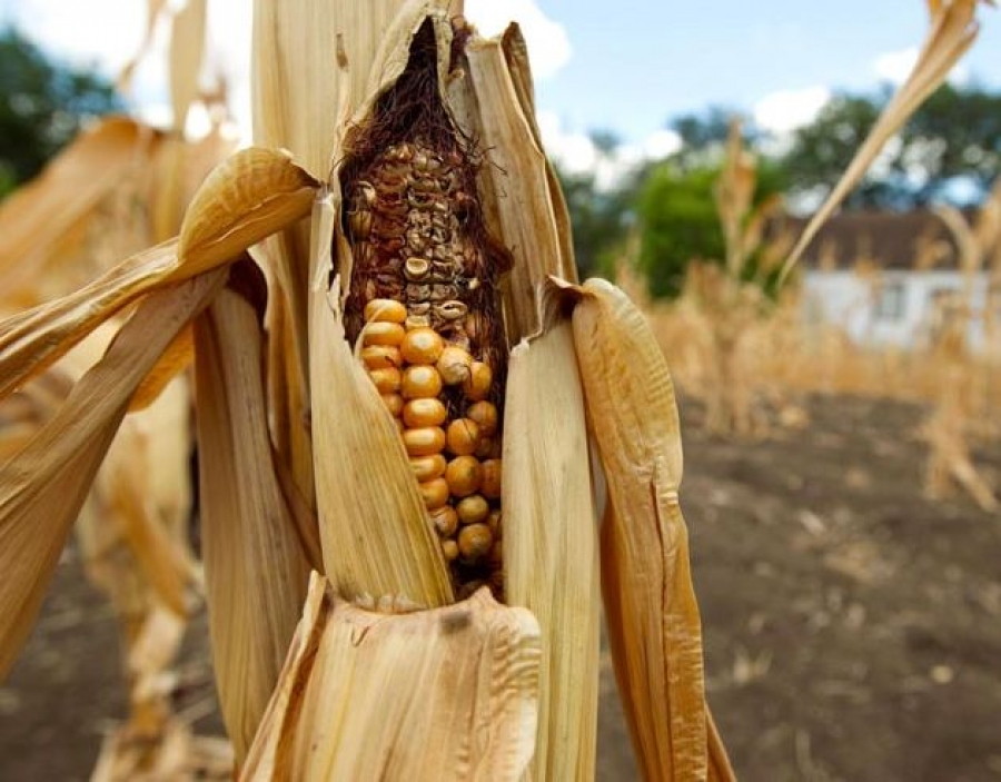 Efectele SECETEI, în analiza Ministerului Agriculturii