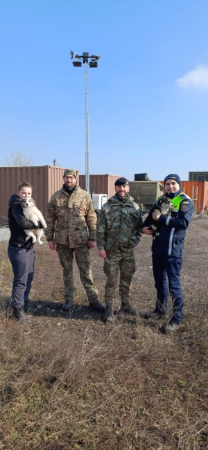 Familie de cățeluși,  în bătaia focului la tragerile din Poligonul Smârdan. Ce s-a întâmplat cu puii