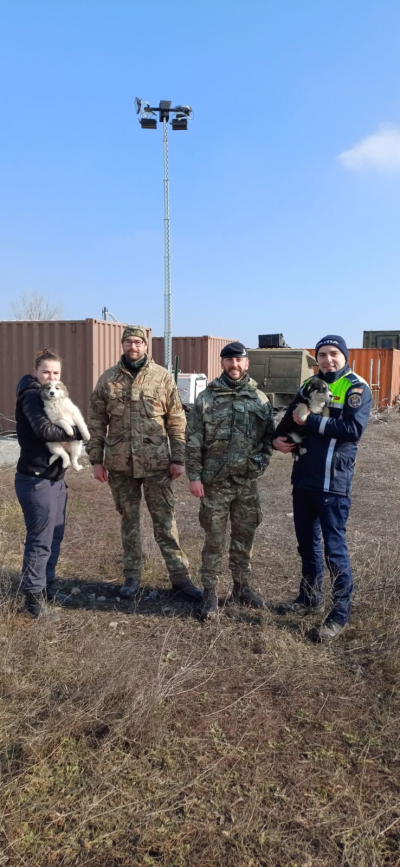 Familie de cățeluși,  în bătaia focului la tragerile din Poligonul Smârdan. Ce s-a întâmplat cu puii