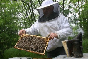 Campanie VL &quot;Idei de afaceri&quot;/ Află cum să faci bani pe seama unor insecte