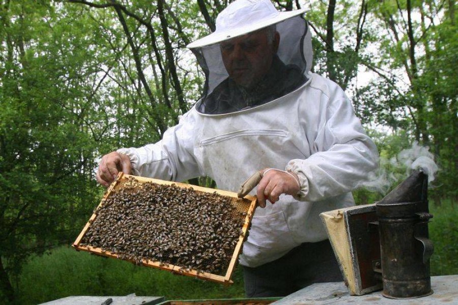 Campanie VL "Idei de afaceri"/ Află cum să faci bani pe seama unor insecte