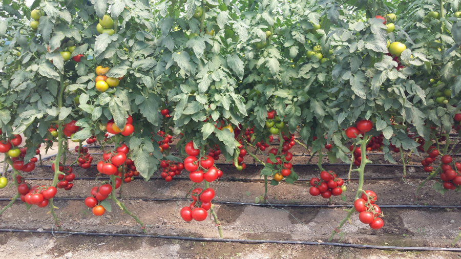 Evaluarea culturilor de tomate în spații protejate