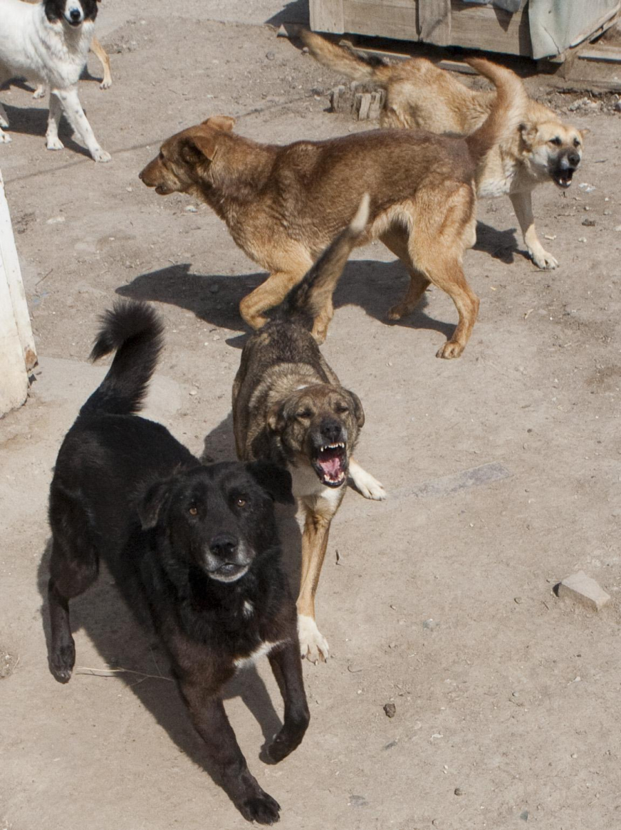 DAUNE pentru un gălăţean MUȘCAT de un CÂINE FĂRĂ STĂPÂN