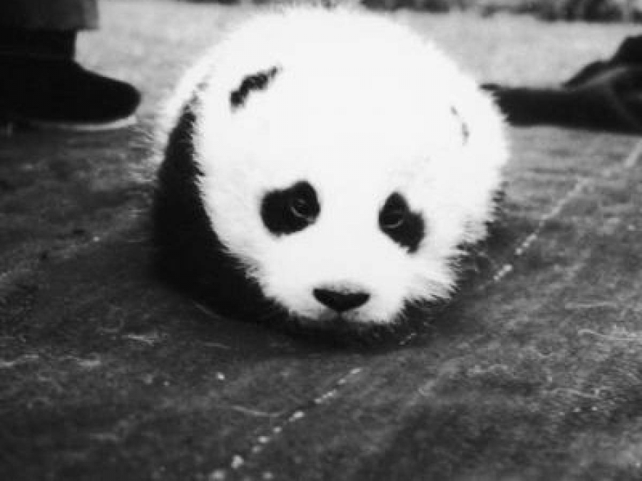 Istoria unor animale de companie aparte/ Frumoasa călătorie a urşilor panda în afara graniţelor Chinei
