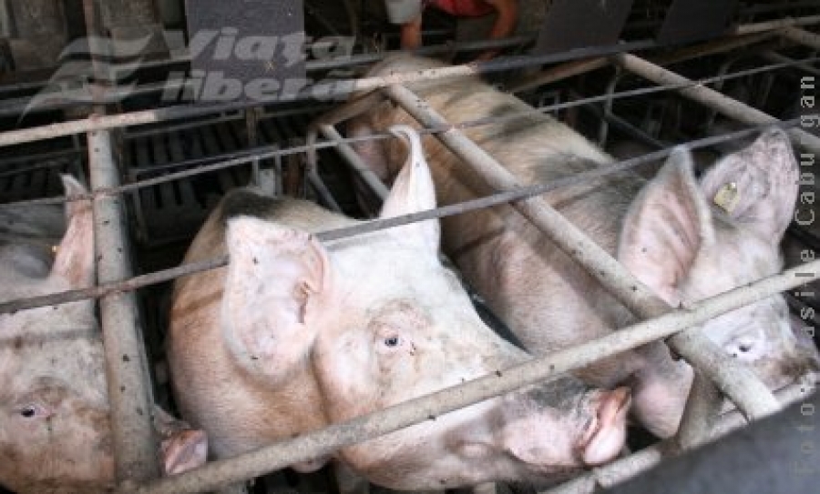 Luni încep controalele pe piaţa cărnii de porc