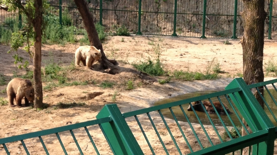 Se pregăteşte REDESCHIDEREA GRĂDINII ZOOLOGICE. Parcul a obţinut autorizaţie de mediu