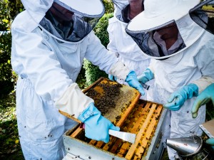 Guvernul a aprobat ajutoarele pentru apicultori