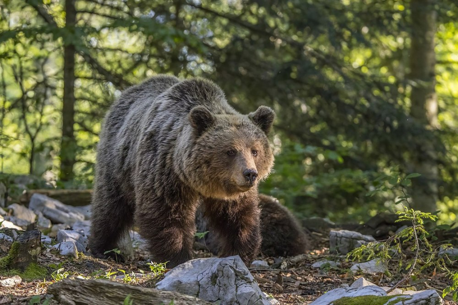 Laba ursului din pădure, în România lucrului bine făcut