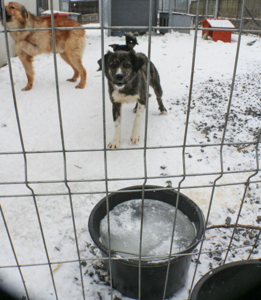 Şi animalele suferă din cauza frigului. APEL: Orice ajutor este binevenit