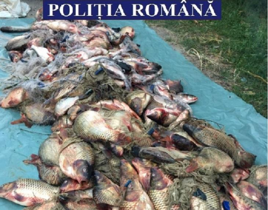 Peste o tonă de peşte, confiscată într-o lună