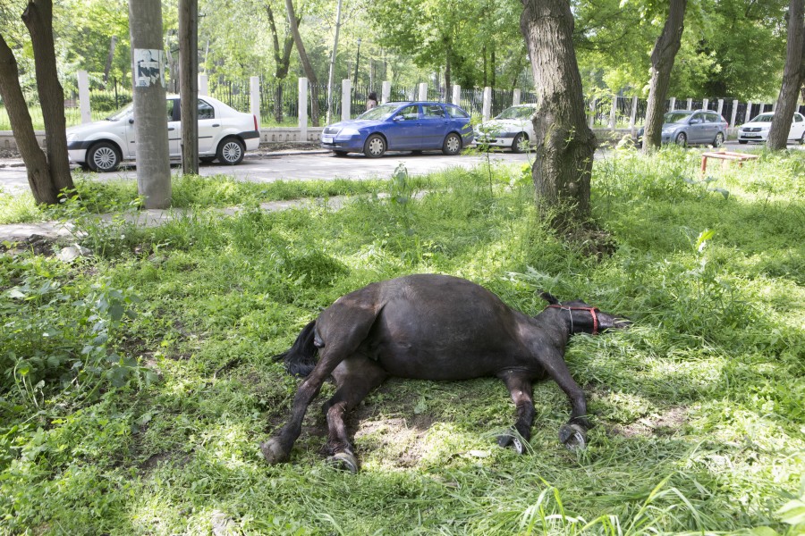 Din cauze neelucidate încă, cal mort lângă Căminele Studenţeşti  