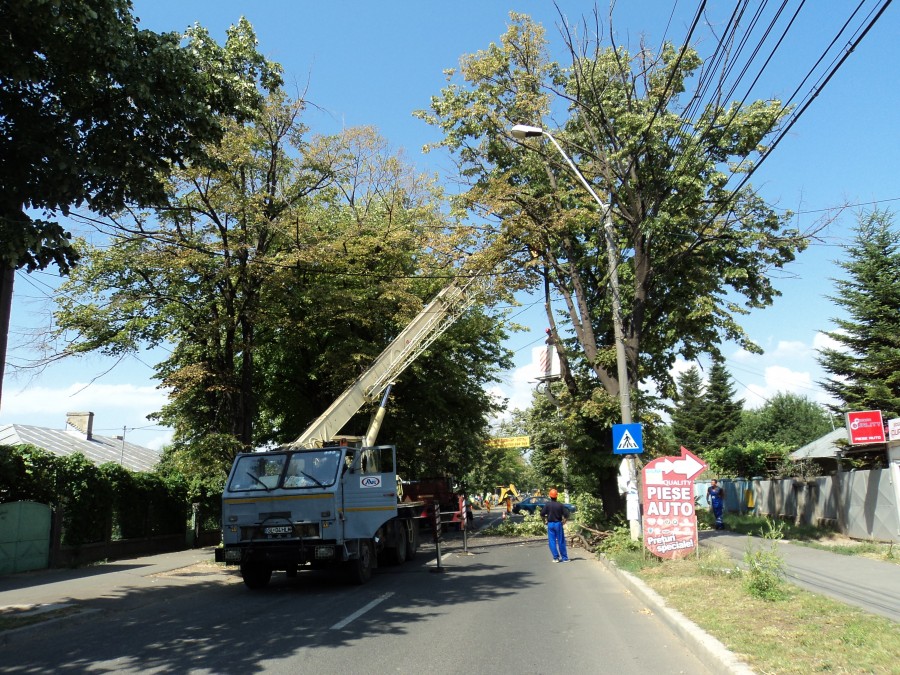 Copaci tăiaţi din macara pe strada Aurel Vlaicu