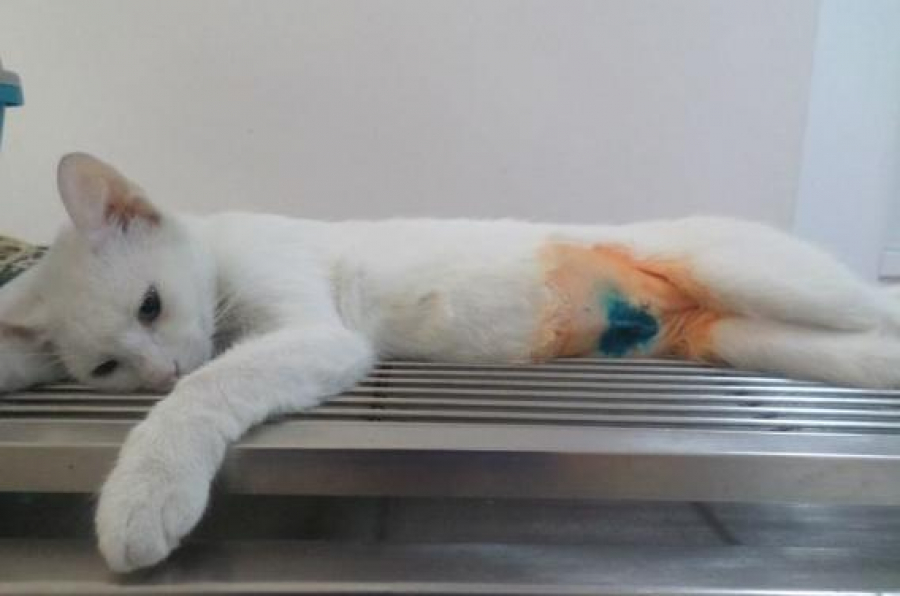 Campanie de sterilizare pentru pisici. GRATUIT