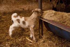 Câţi MIEI sunt sacrificaţi la singurul ABATOR AUTORIZAT din judeţul Galaţi