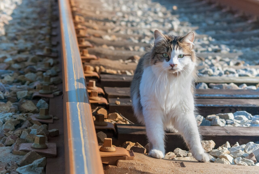 Traficul feroviar, perturbat de o pisică