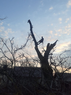 Toaletare a arborilor în comuna Corod