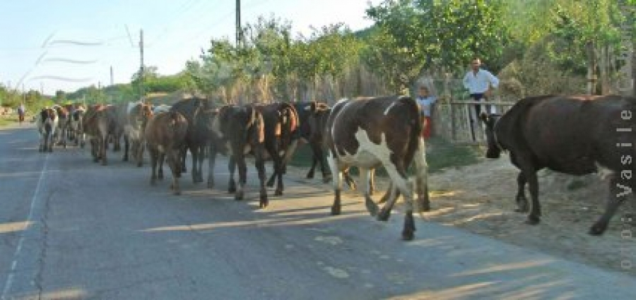 Se primesc cereri pentru subvenţiile zootehnice