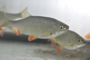Campania VL &quot;Comori de patrimoniu&quot;/ Roşioara lui Racoviţă - specie de peşte UNICAT, la Galaţi