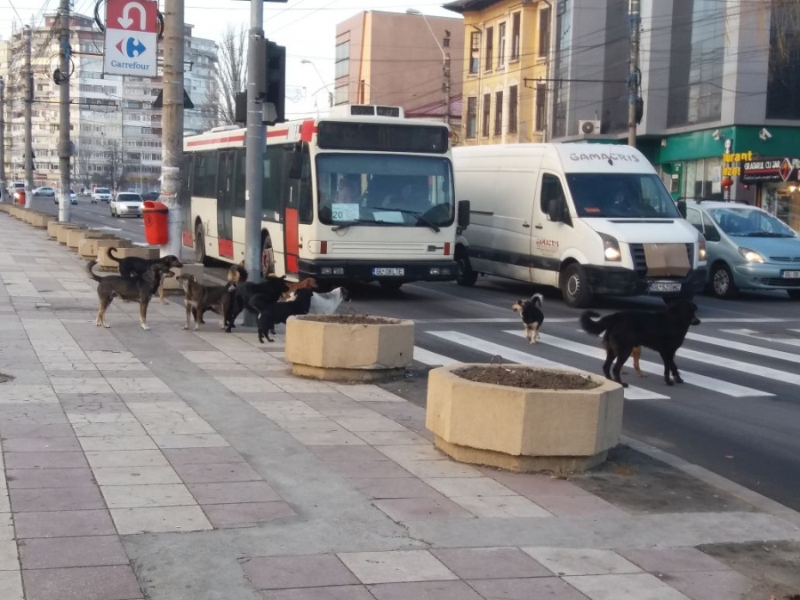 Centrul oraşului, în 2017 | Câinii maidanezi îi sperie pe mulţi gălăţeni