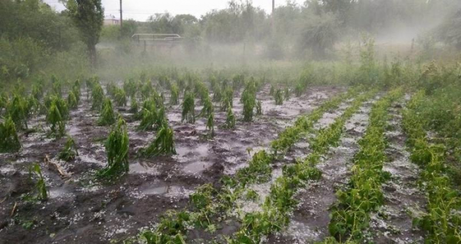 Aproape 3.000 de hectare de culturi, afectate de ploile torențiale