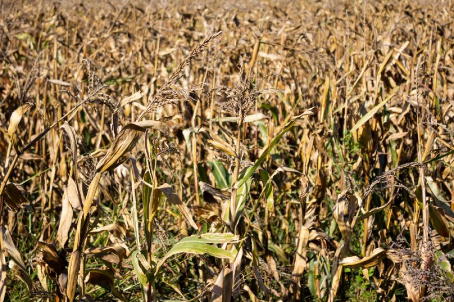 Fermierii așteaptă despăgubiri pentru culturile distruse de secetă