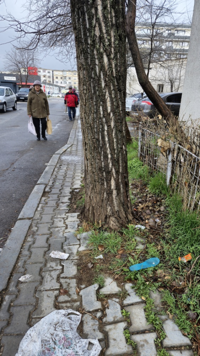 După copacii asfaltați, avem și arborele pavat