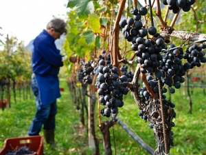 Fonduri pentru viticultori