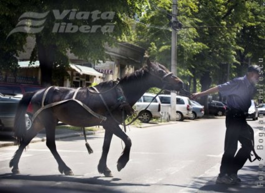 Stop! Traversează calul