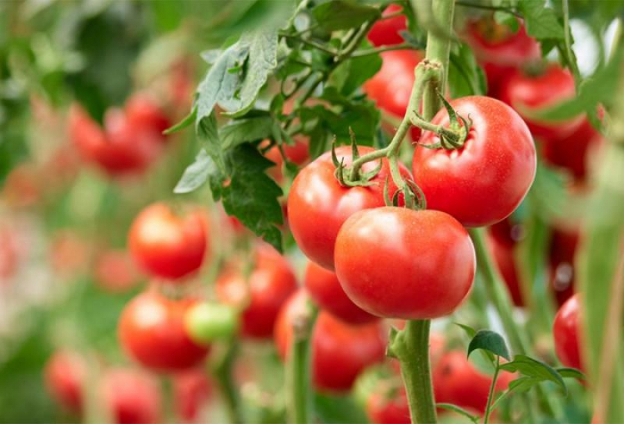 Programul Tomata, cu semințe românești