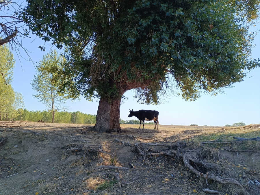 Poza zilei. Peisaj bucolic, la o azvârlitură de băţ de Galaţi