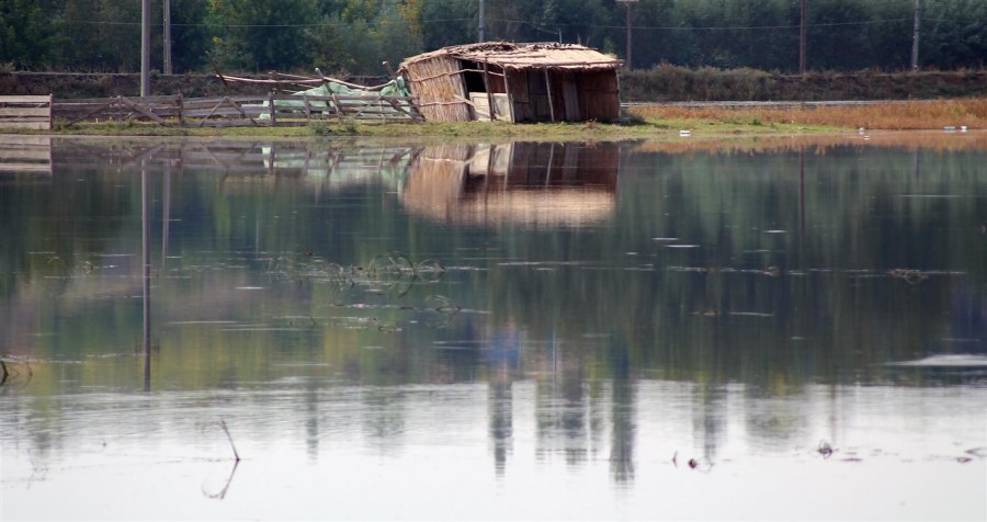 Sute de animale înecate în urma viiturii din judeţul Galaţi