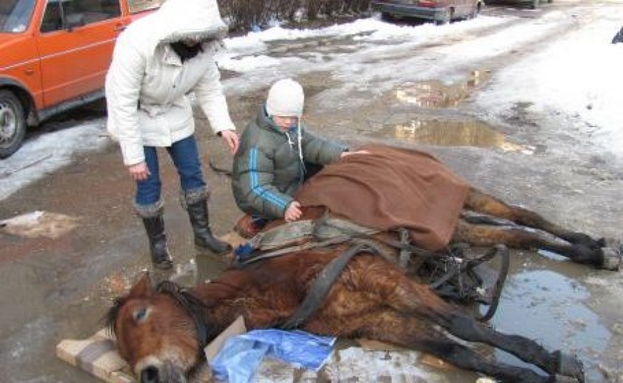 Cote ale civilizaţiei în mileniul III: Cruzimea faţă de animalele domestice se pedepseşte