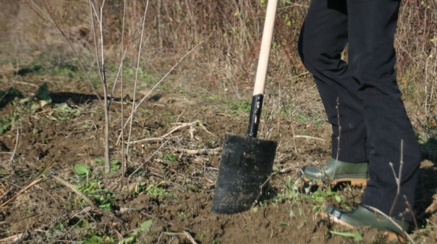 Lovit cu lopata/ I-a complimentat soţia şi s-a ales cu mâna ruptă