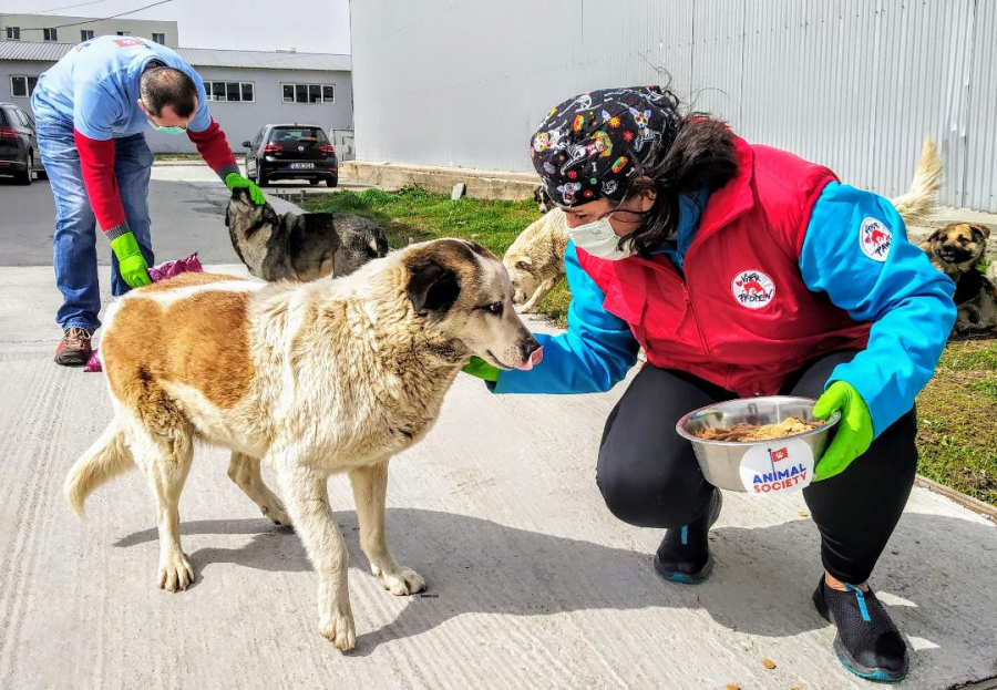 Campanie de hrănire a câinilor fără stăpân