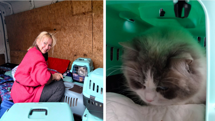 Cum au fost salvate de război 23 de pisici şi stăpânele lor. Implicarea iubitorilor de animale nu are graniţe (FOTO)
