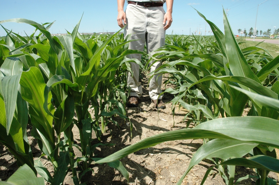 CALAMITATE, dar nu peste tot! STATUL NU PLĂTEŞTE greşelile agricultorului