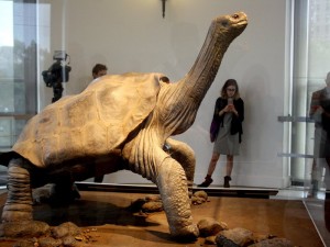 Ultimul reprezentant al speciei sale, George Singuraticul, exponat de muzeu