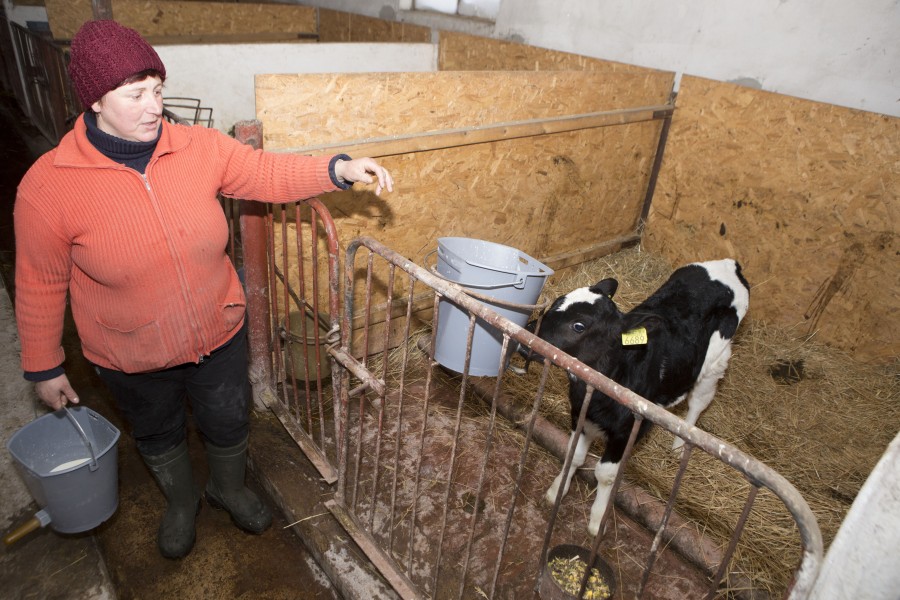 Campanie VL "Ei ţin Galaţiul în viaţă"/ Singura fermă unde se face agricultură totală (GALERIE FOTO)