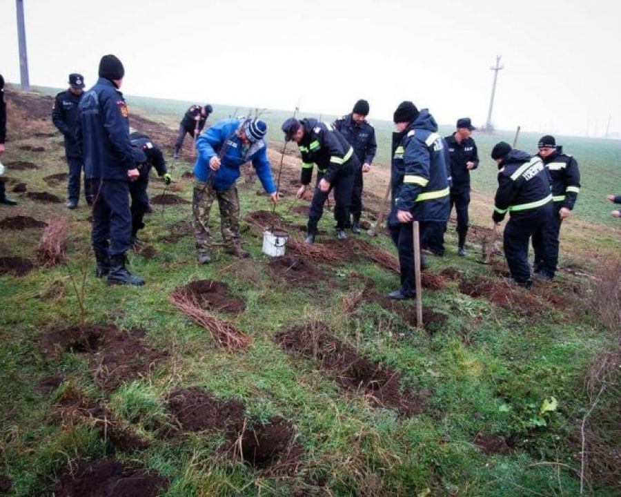 30 de pompieri gălățeni au ajutat la PLANTAREA a mii de salcâmi la Piscu