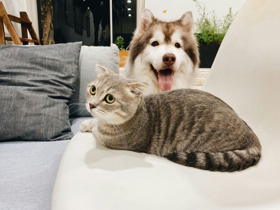 Ce să NU faci de Paşti cu câinele şi pisica. Şcoala iubitorilor de animale
