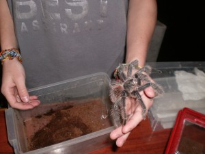 Sărbătoarea studenţilor cu tarantule, şerpi şi muzică