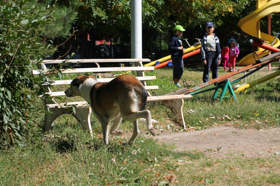 În Galaţi, mai mulţi câini decât copii de grădiniţă