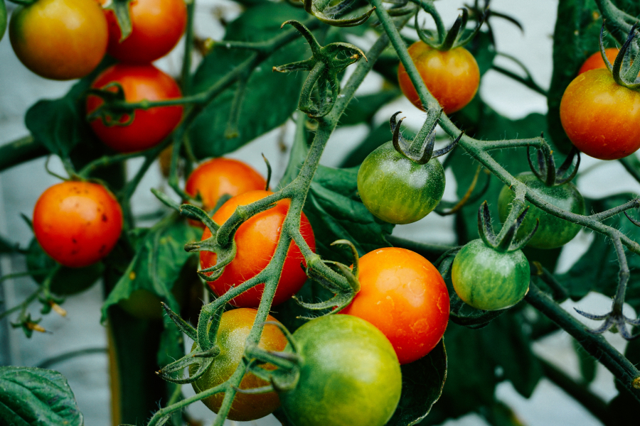 Fermierii gălățeni sunt fruntași în Programul „Tomata”